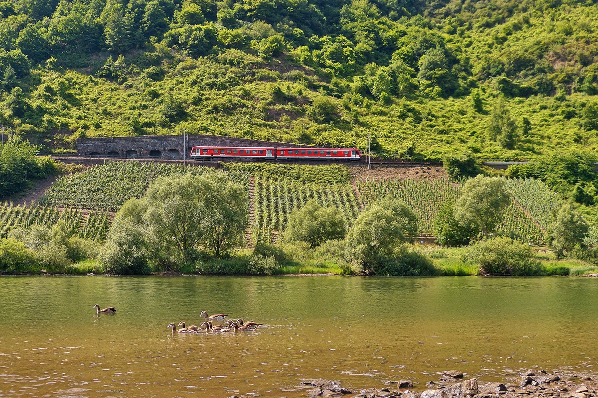 . W�hrend die G�nsefamilie in P�nderich schwimmen geht, dieselt ein 628er aus Traben-Trarbach kommend in Richtung Bullay. 21.06.2014 (Jeanny)