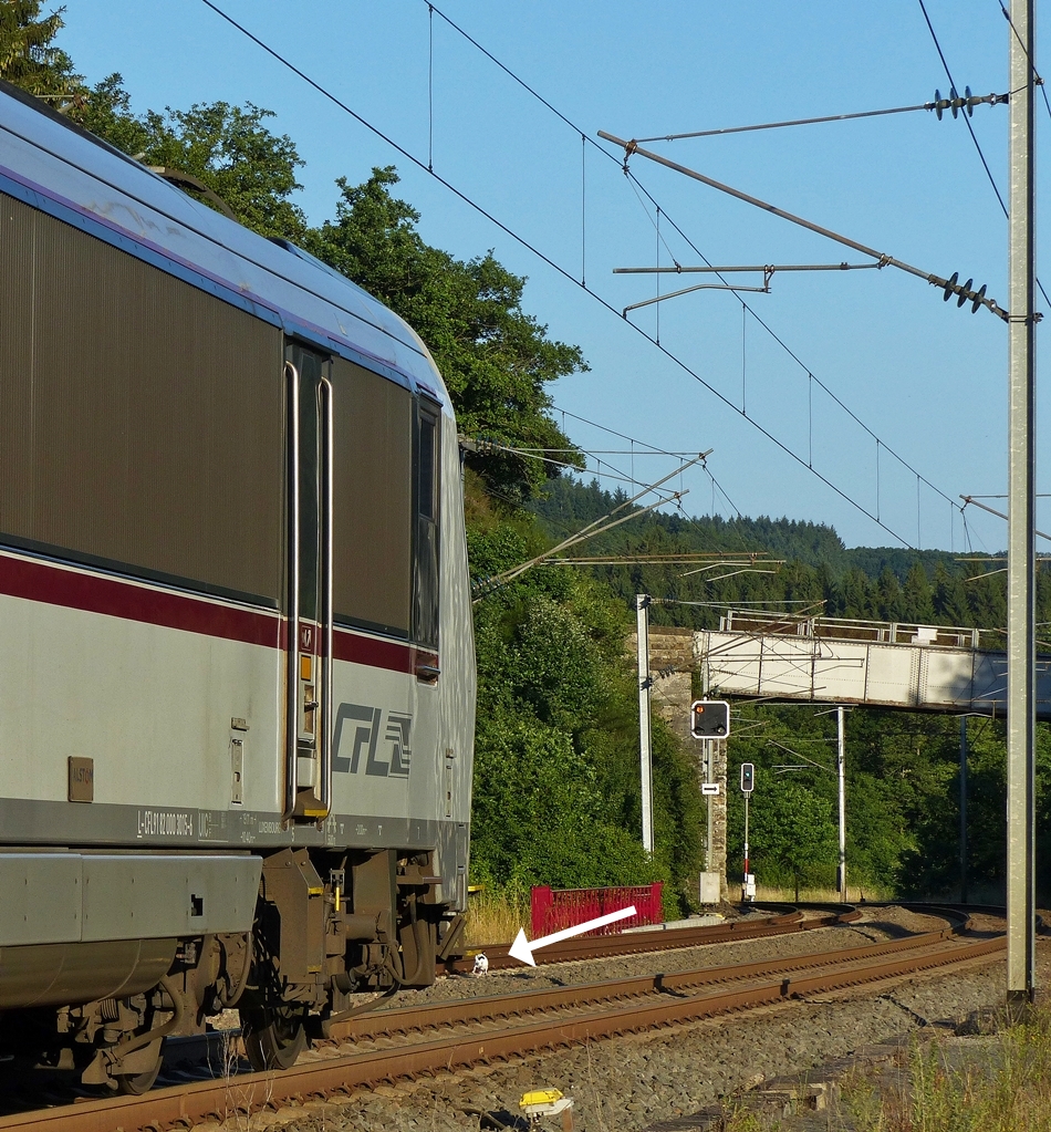 . Wer gewinnt das Rennen? - Am 17.07.2014 gab es Abwechslung in Wilwerwiltz, als der IR 3745 Troisvierges - Luxembourg den Bahnhof verlie�, um seine Reise in Richtung Hauptstadt fortzusetzten. Im Schritttempo und mit lautem Pfeifen n�herte sich die Lok und die Fotografen staunten nicht schlecht, als sie ein kleines wei�es H�ndchen entdeckten, welches vor der Lok herrannte. Das Spielchen dauerte noch eine ganze Weile, wir h�rten immer noch das Pfeifen der Lok, als der Zug schon l�ngst au�er Sicht war. Wer das Rennen gewonnen hat, werden wir wohl nie erfahren. ;-) (Jeanny)