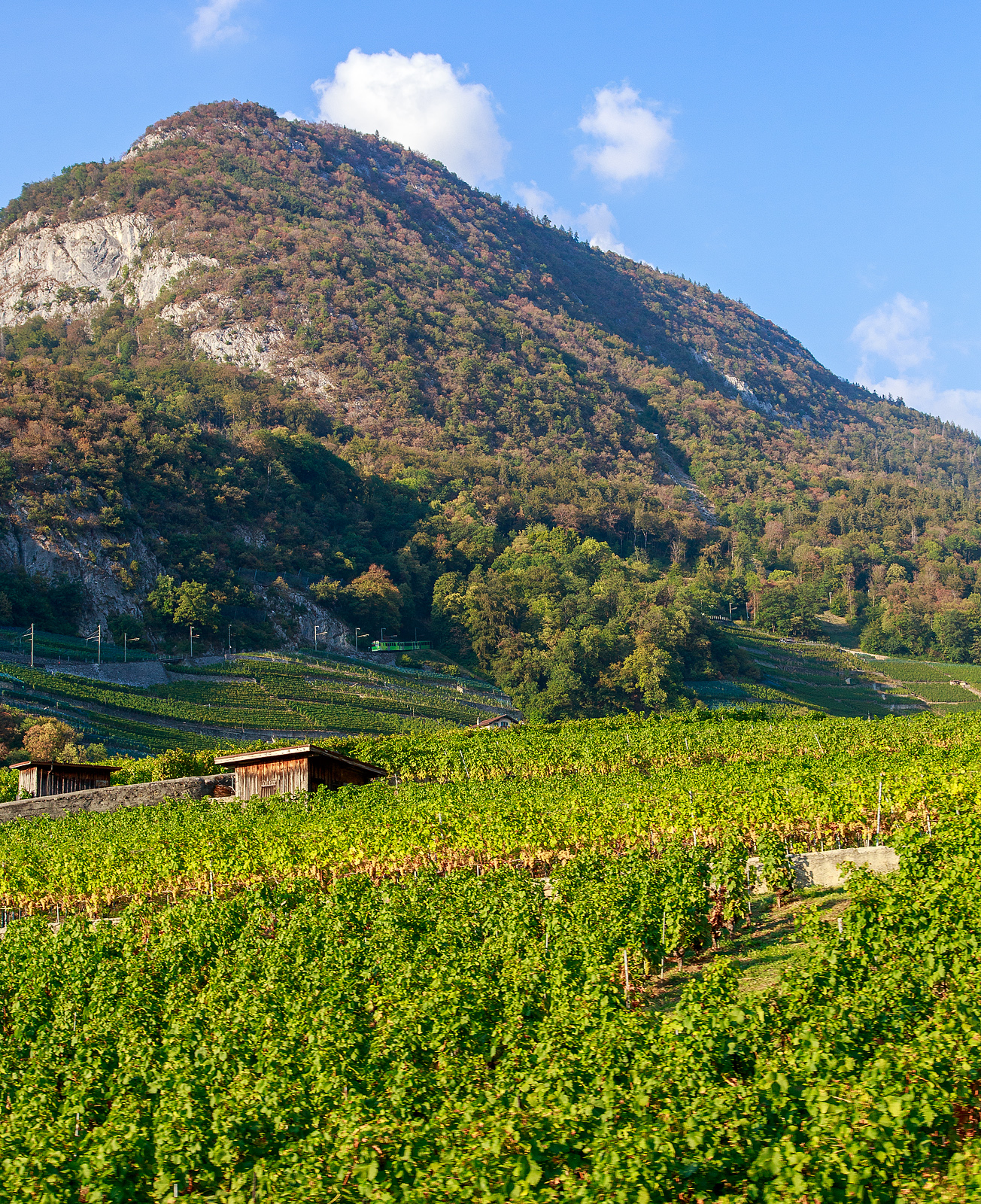 Ein Blick aus dem tpc ASD (Aigle–Sépey–Diablerets) Regionalzug (R 24) Diablerets nach Aigle, der tpc AL (Aigle–Leysin) Regionalzug (R 25) von Leysin nach Aigle fährt am 08 September 2023, fährt oberhalb von Aigle durch die Weinberge. Der dreiteilige AL-Zug bestand aus dem 2. Klasse elektrischen Personentriebwagen mit Gepäckabteil für den gemischten Zahnrad- und Adhäsionsbetrieb AL BDeh 4/4 313 „La Berneuse“, Steuerwagen AL Bt 362 und dem Steuerwagen AL Bt 363. 

Bis zum Keilbahnhof Aigle-Dépôt hat die Strecke hier durch die Rebberge eine Neigung bis zu 230 ‰ (mit Zahnstange im System Abt). Nach einem Richtungswechsel in Aigle-Dépôt (dann sind die Steuerwagen vorne) verläuft die Strecke dann als Adhäsionsbahn (mit bis zu 38 ‰), teilweise dann als Straßenbahn.
