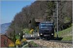 Die MOB Ge 4/4 8003 mit dem MOB Belle Epoque 3126 von Montreux nach Zweisimmen kurz nach Chernex.